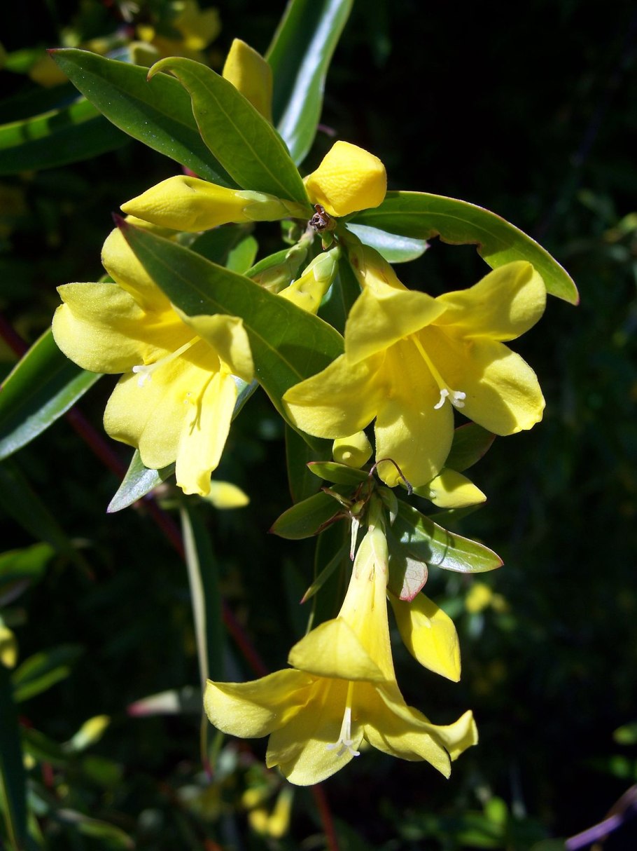 Spigelia genuflexa