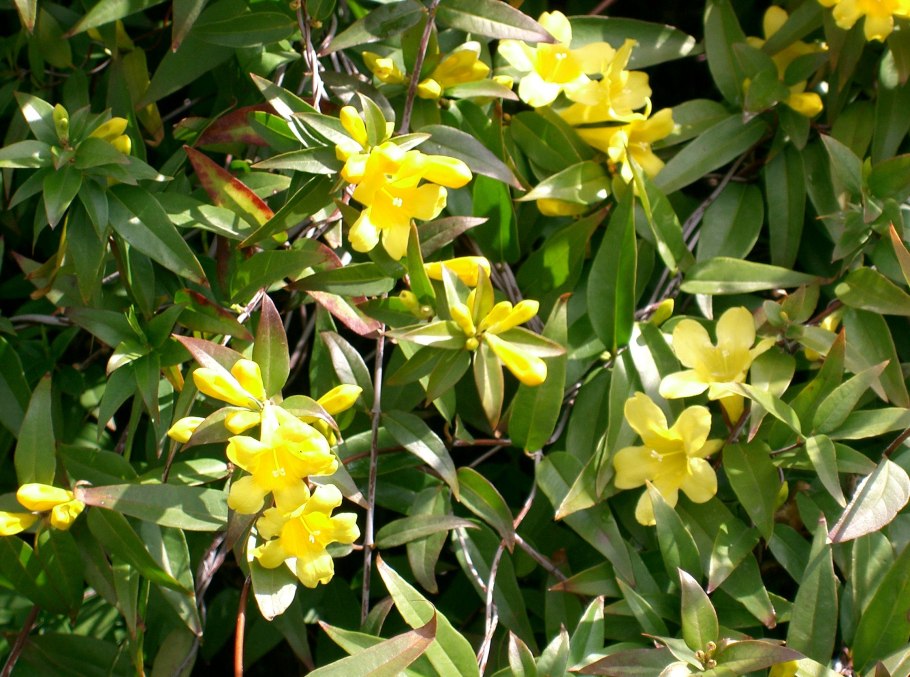 Гельземиум sempervirens