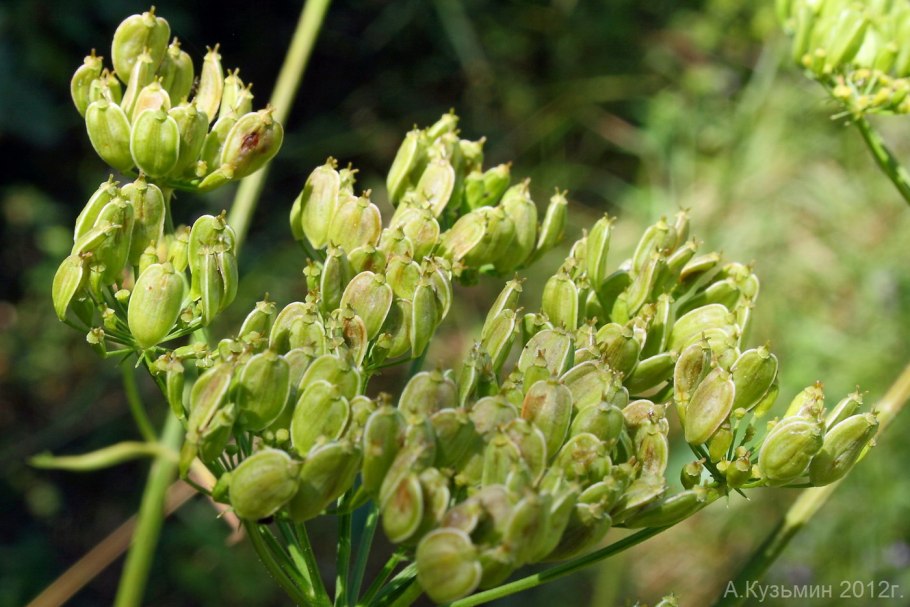 Milkweed растение