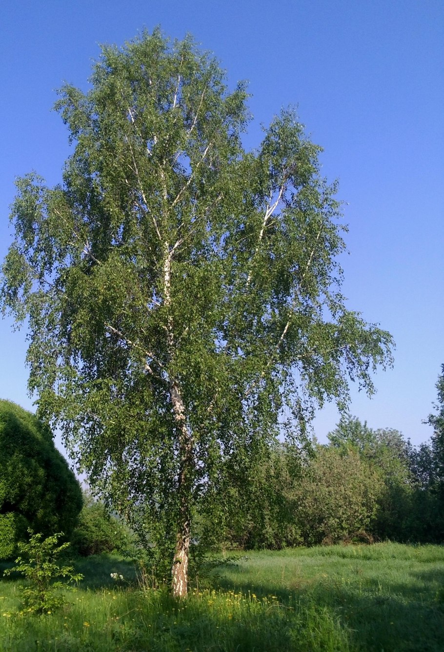 Березы парк Валдай +