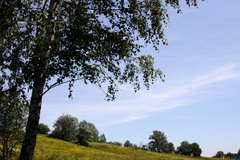 Береза бородавчатая