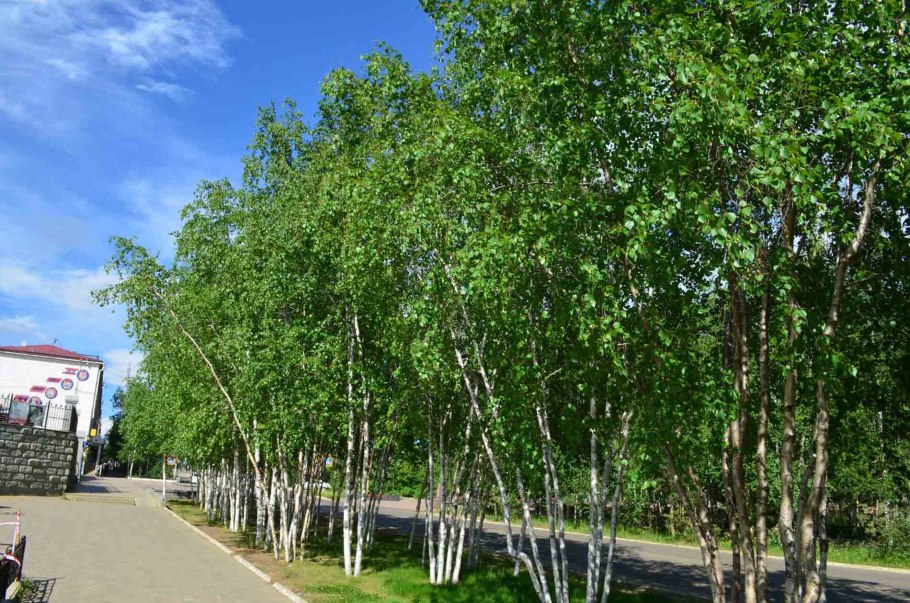 Береза обыкновенная (Betula Alba)