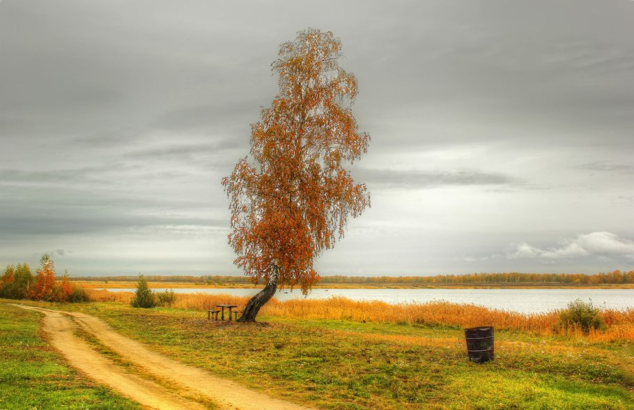 Береза повислая роща