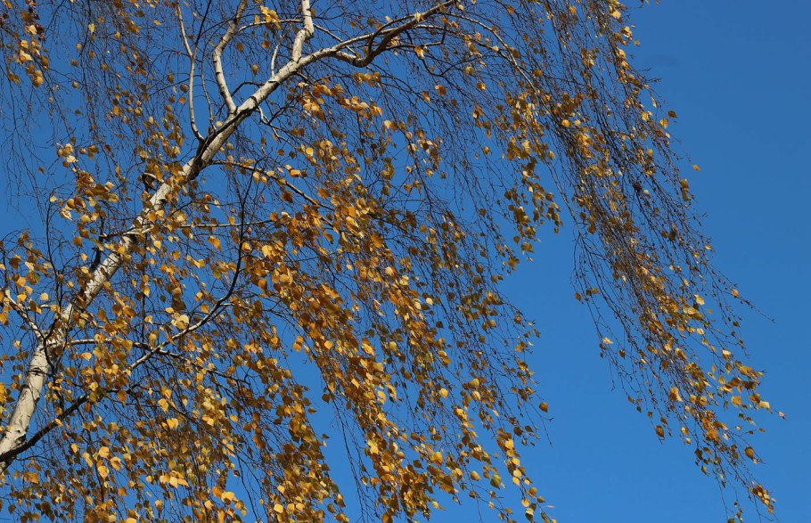 Береза бородавчатая