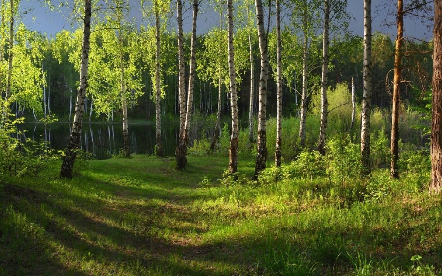 Березняк, Березовая роща