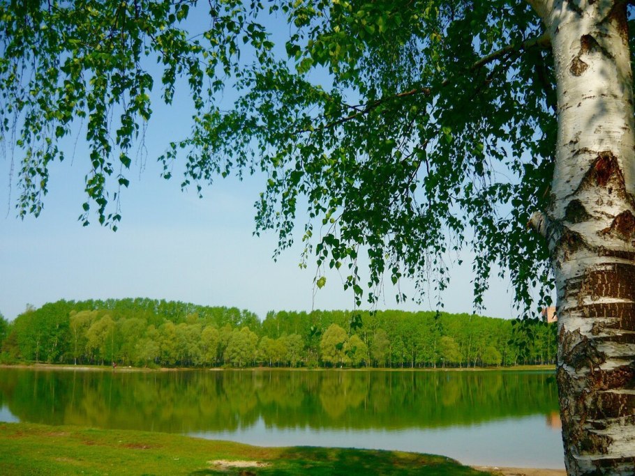 Одинокая береза осенью