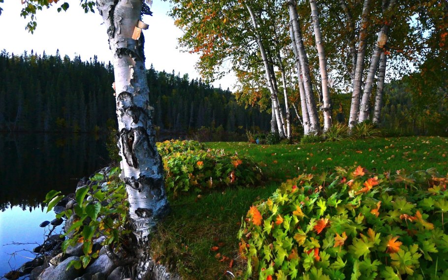 Береза Пермский край