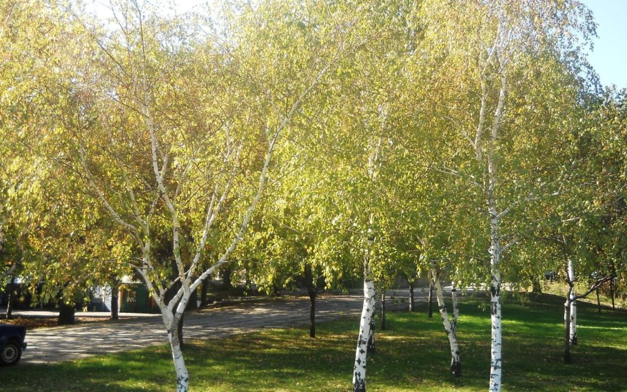 Панорама пейзаж березы