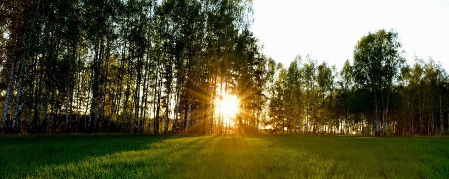 Уральская береза дерево