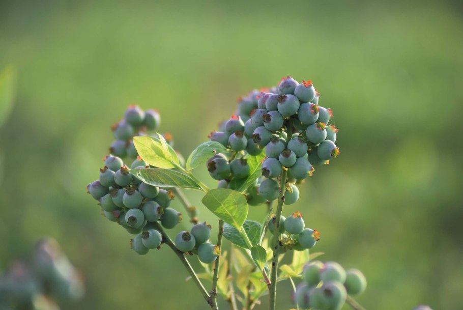 Голубика Лесная внутри