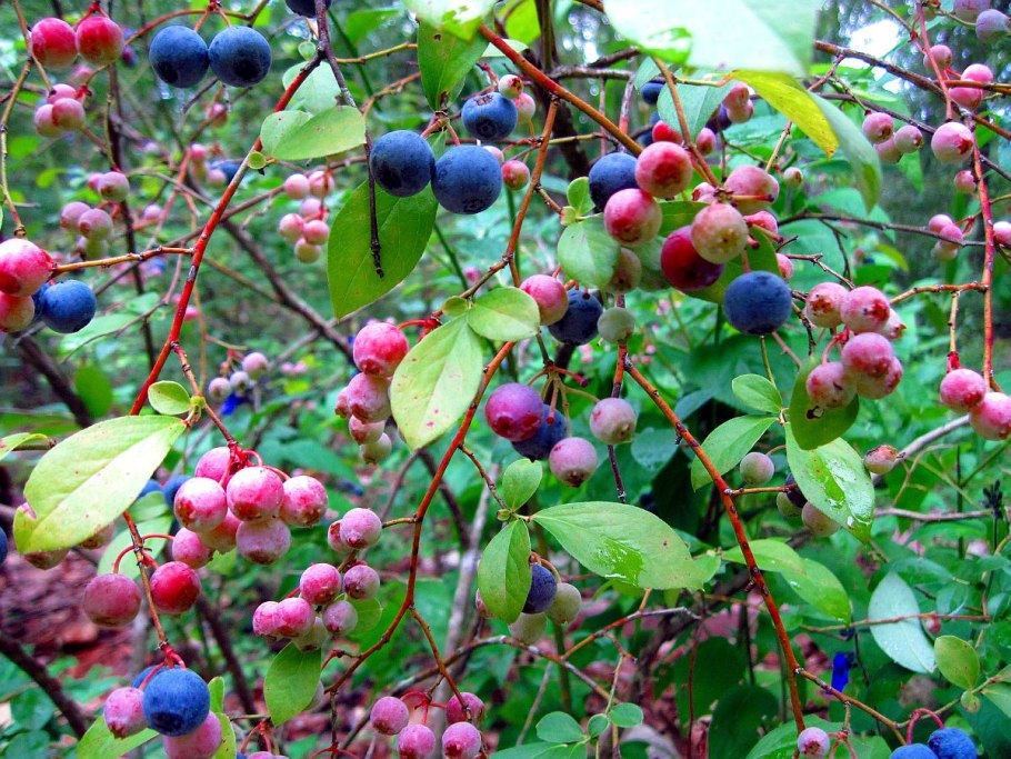 Vaccinium sect. Cyanococcus