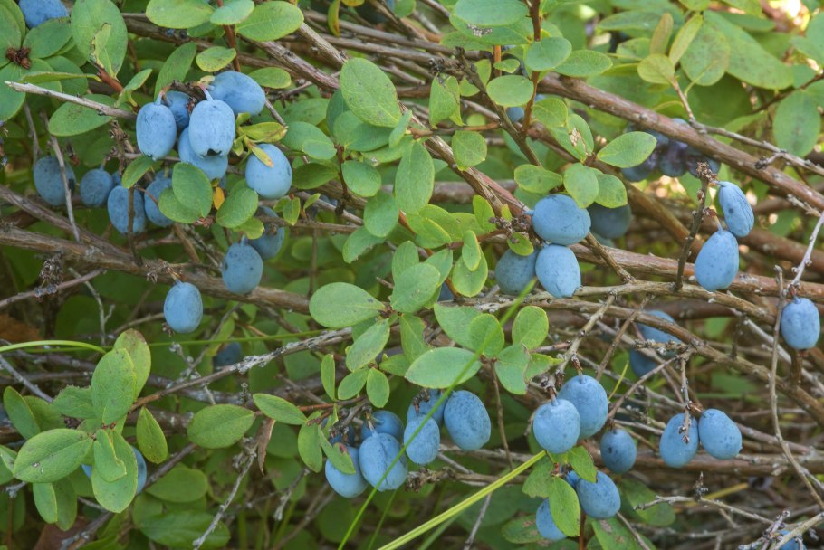 Голубика высокорослая Блюджей