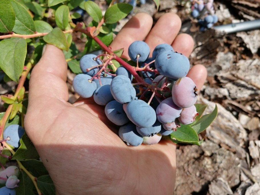 Голубика обыкновенная гонобобель