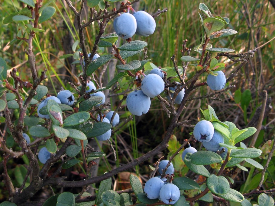 Голубика высокорослая Элизабет
