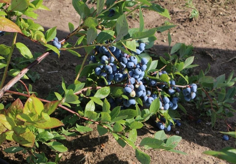 Голубика блюрей куст