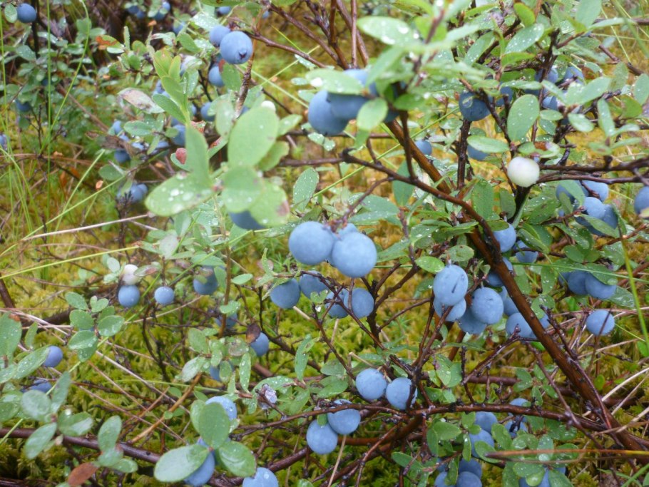 Голубика Садовая Дарроу p9