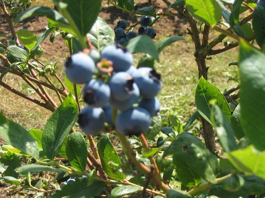 Голубика Элизабет куст