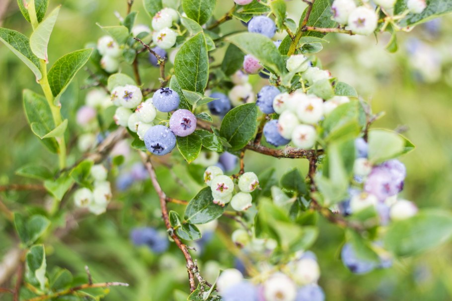 Однолетняя голубика Садовая