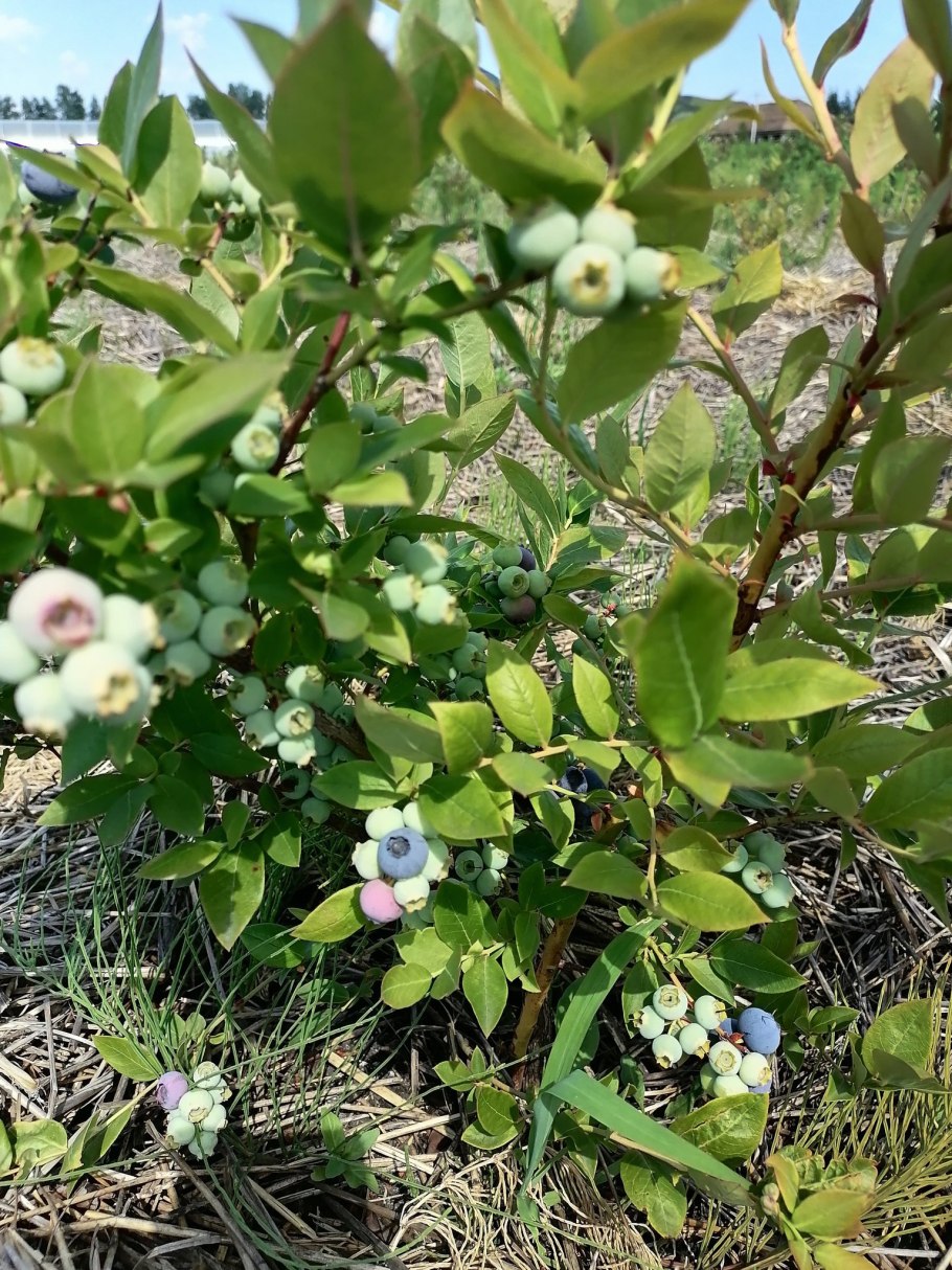 Голубика Садовая джерси