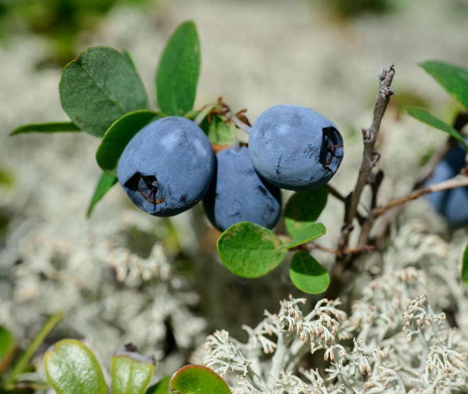 Голубика и черная смородина