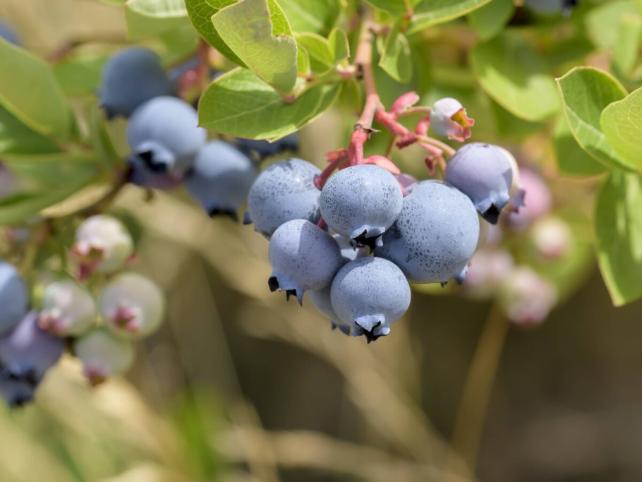 Голубика Садовая куст