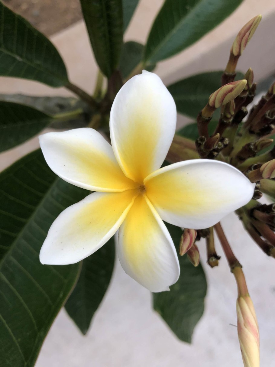 Плюмерия Франжипани