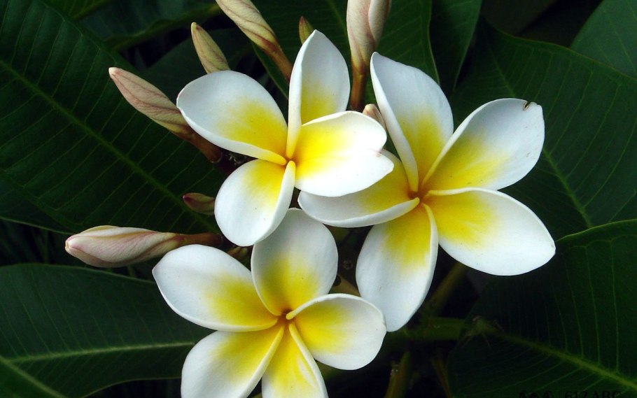 Плюмерия оранжевая