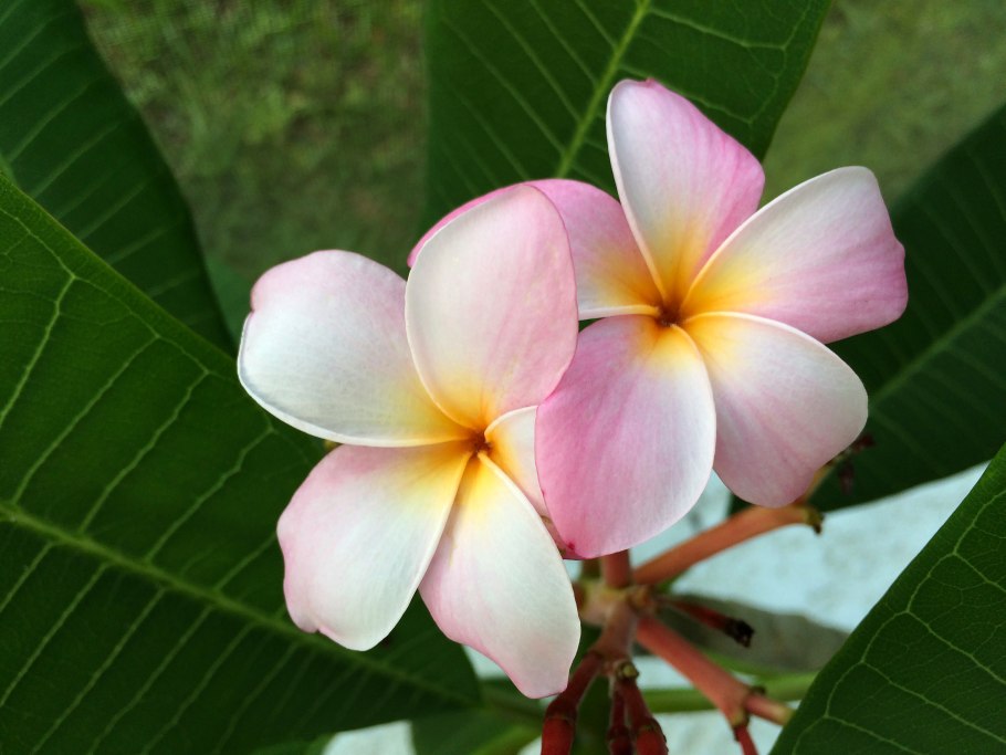 Плюмерия ядовитый орган