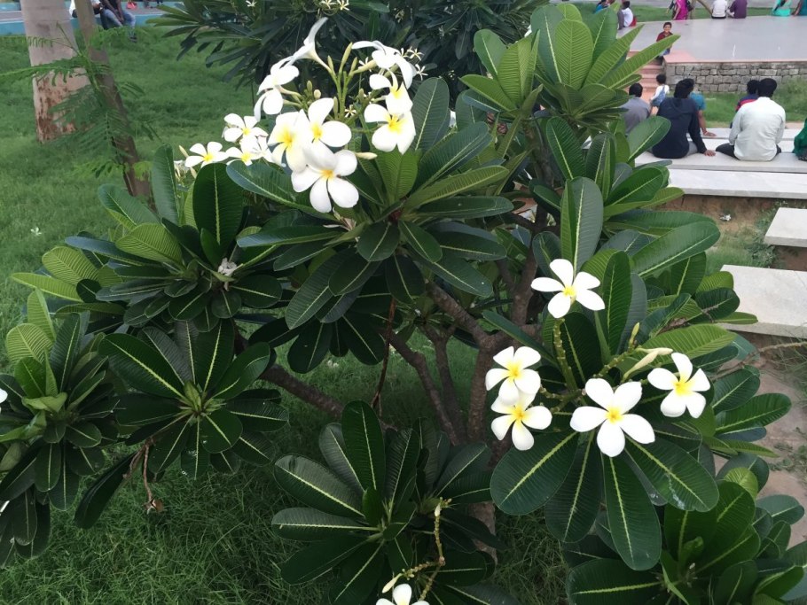 Плюмерия сиреневый каприз