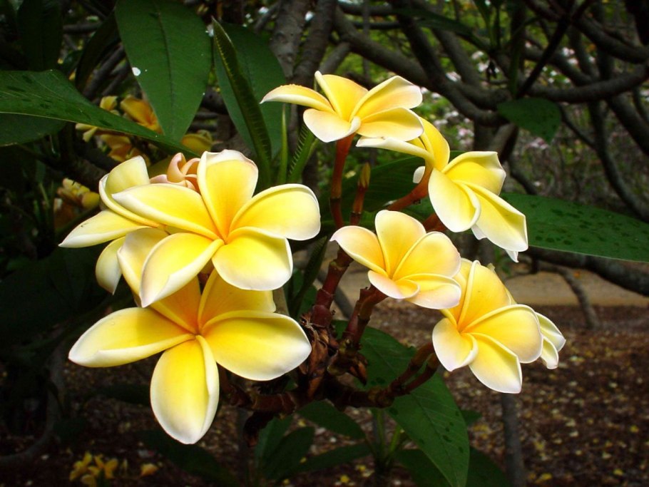 Плюмерия Рубра