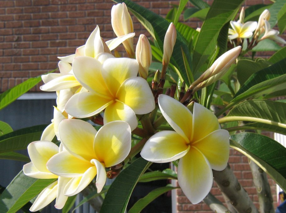 Цветы Плюмерия Франжипани