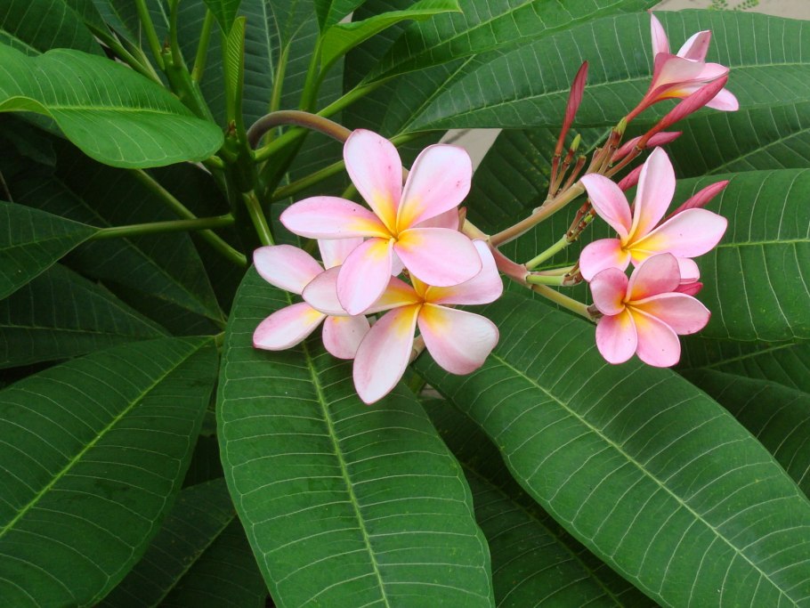 Plumeria obtusa