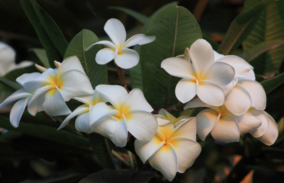 Плюмерия obtusa