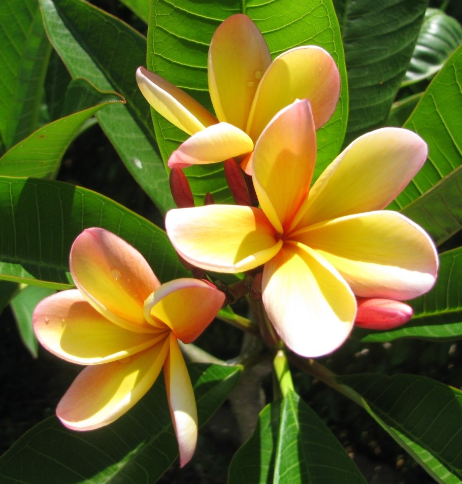 Плюмерия саженец