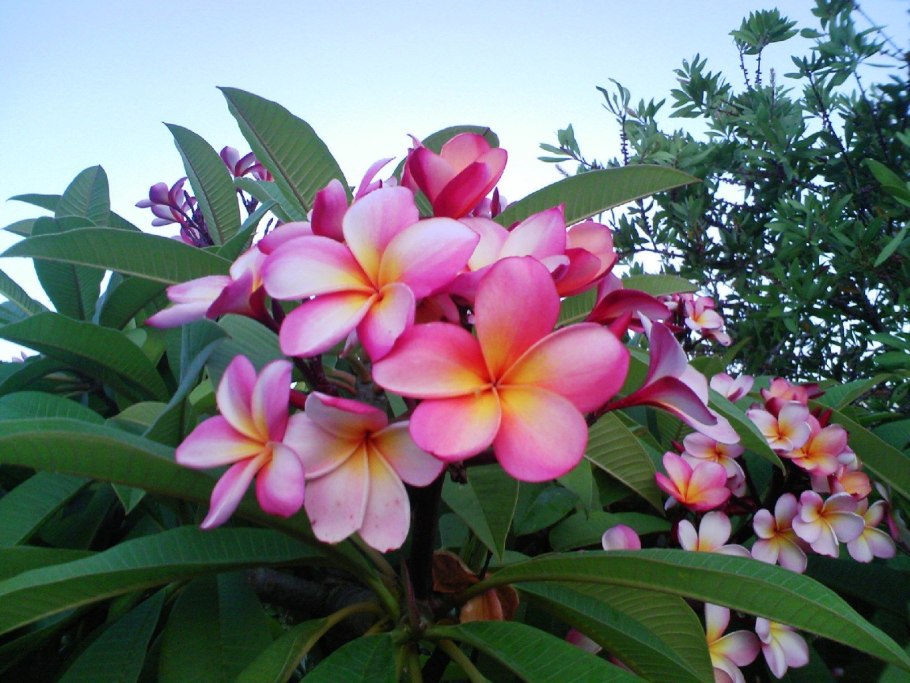 Plumeria дерево
