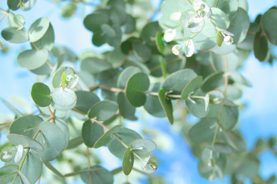 Свадебный букет растрепыш белый