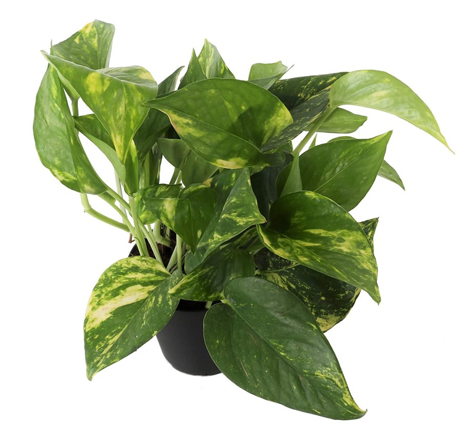 Мужегон сциндапсус