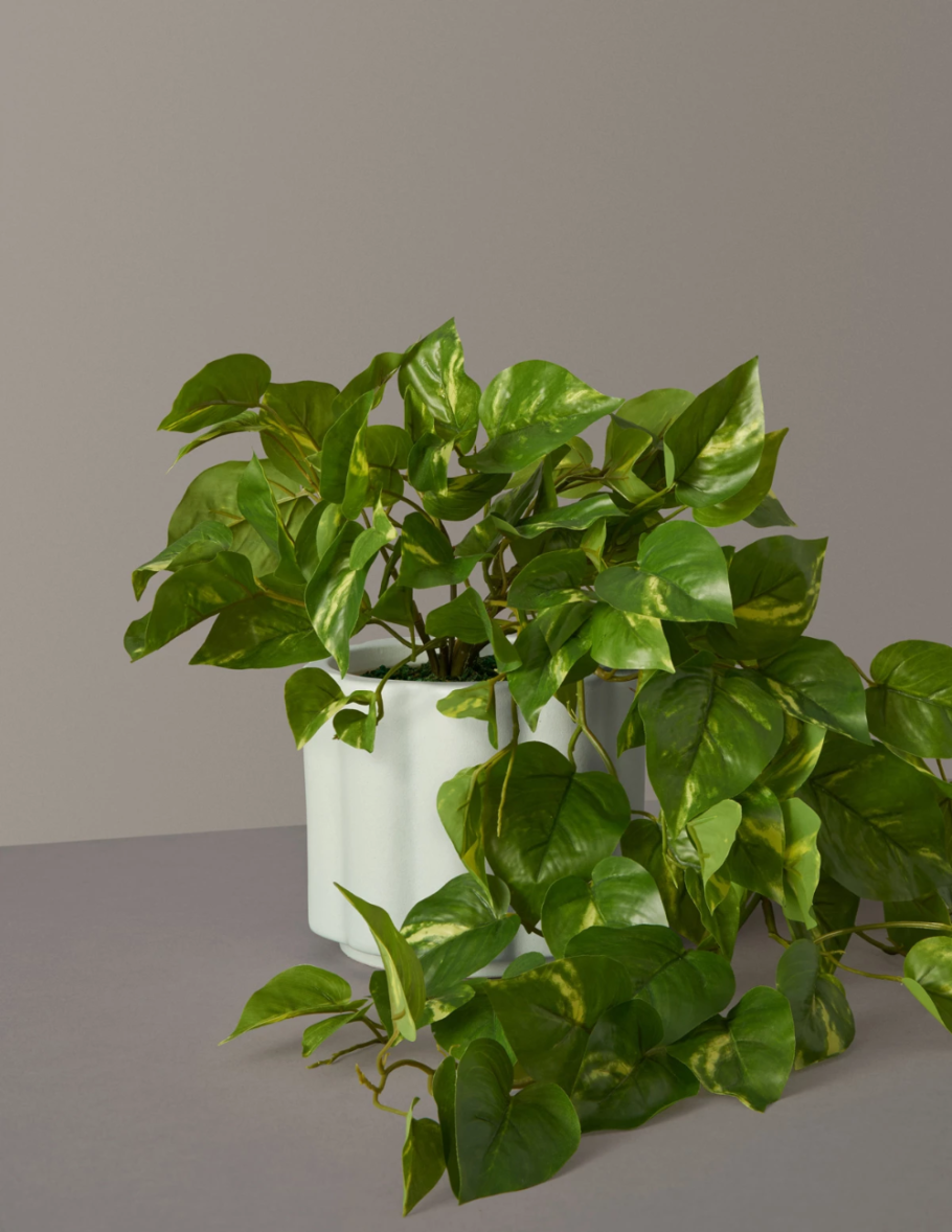 Лиана сциндапсус Эпипремнум