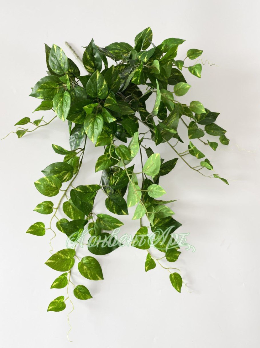 Эпипремнум золотистый Epipremnum Aureum