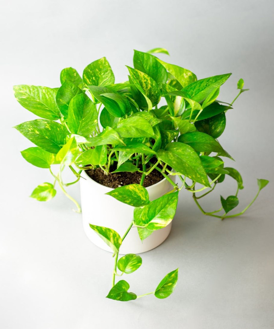 Эпипремнум Голден неон