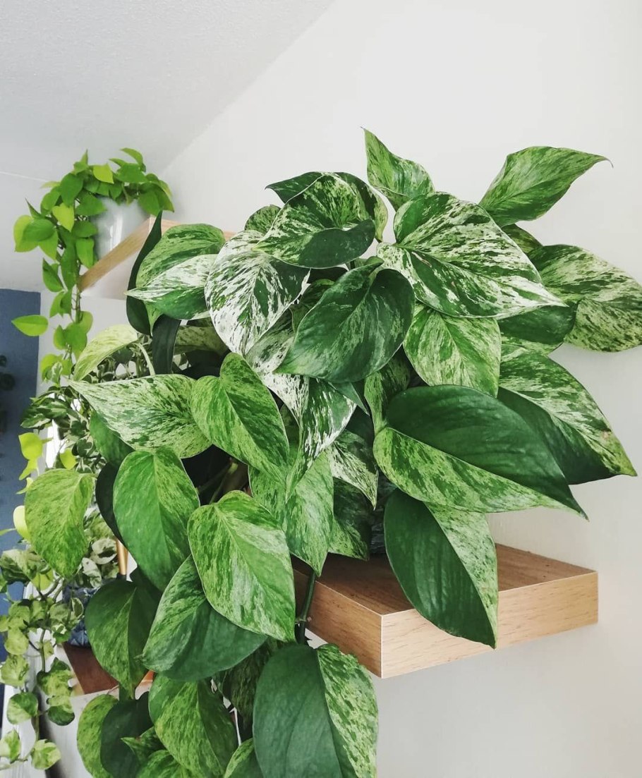 Эпипремнум marble queen