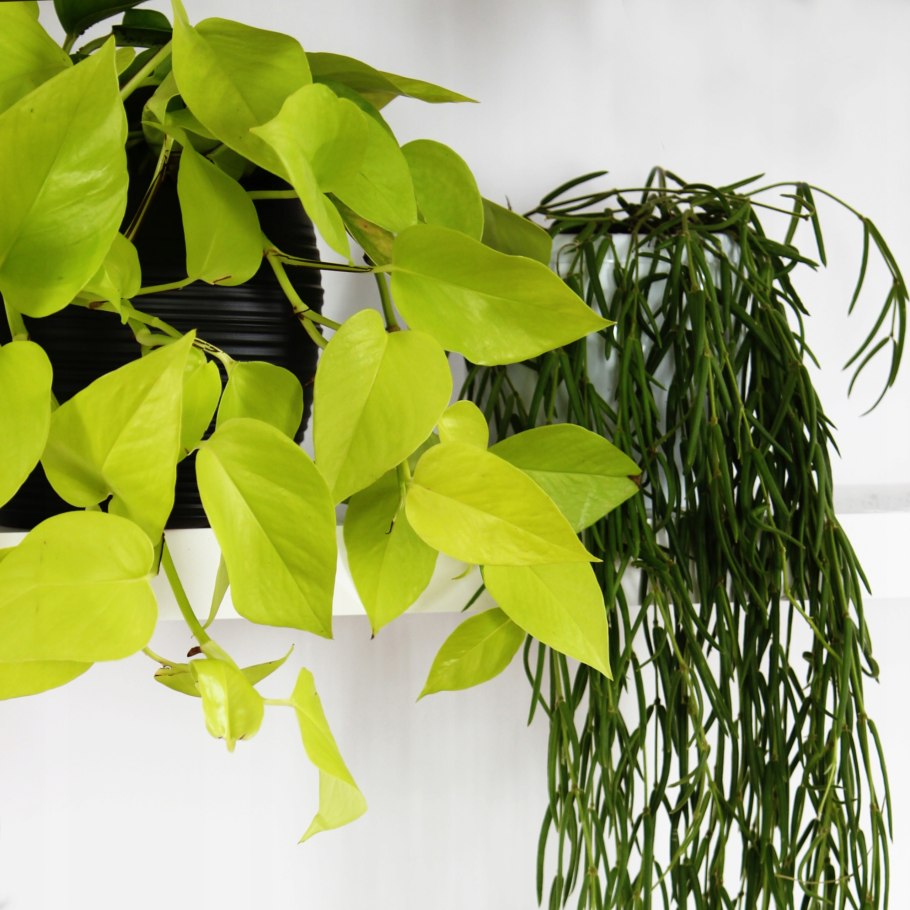 Эпипремнум Голден Квин