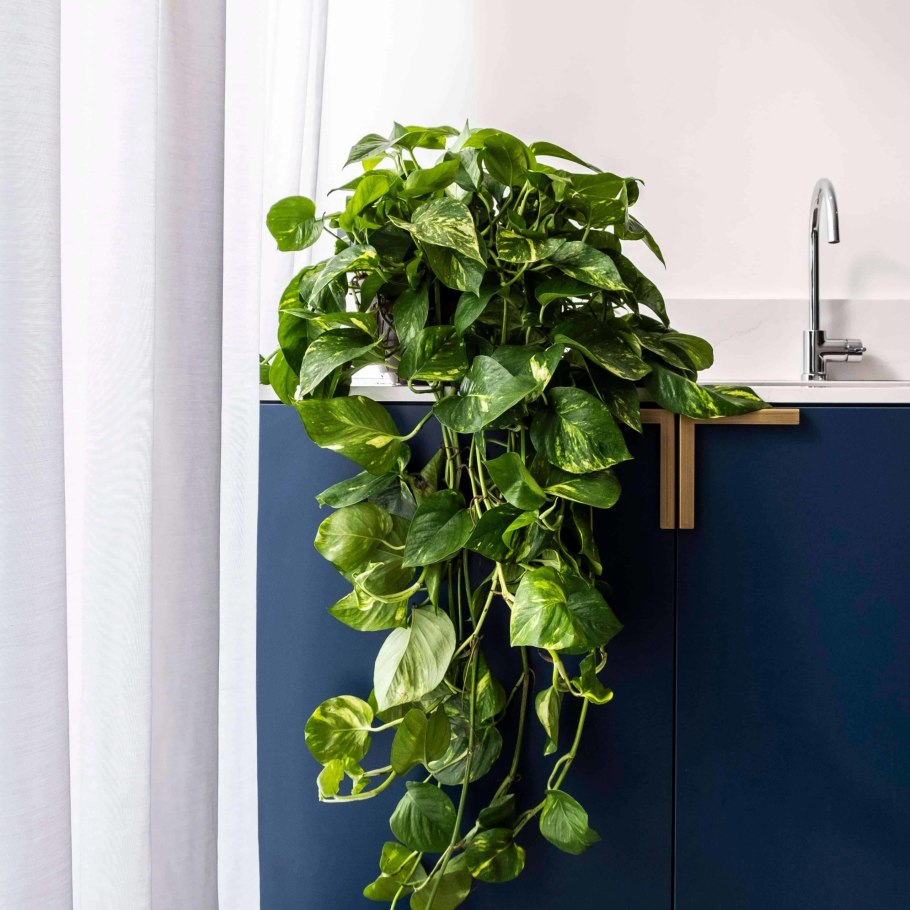 Сциндапсус Эпипремнум