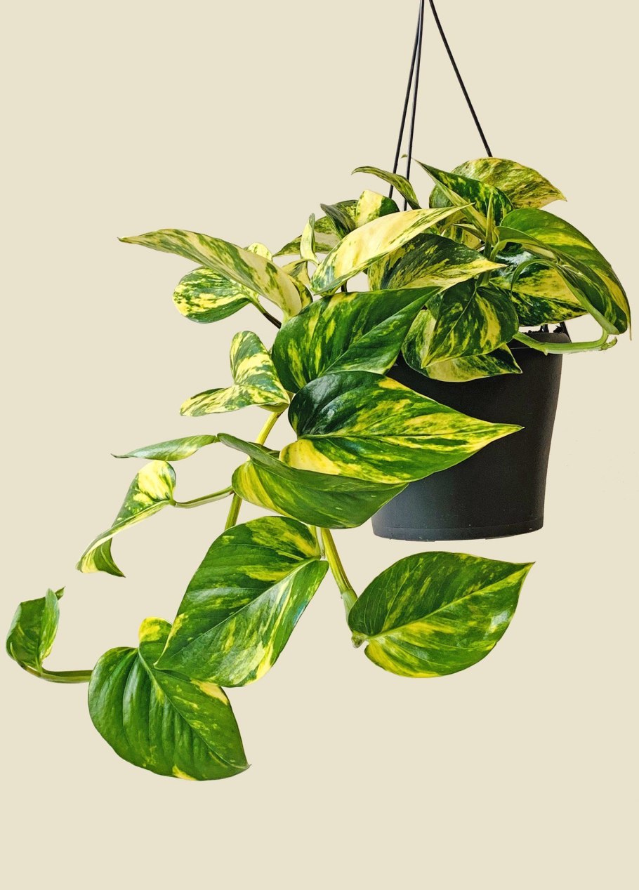 Эпипремнум Голден Лотос