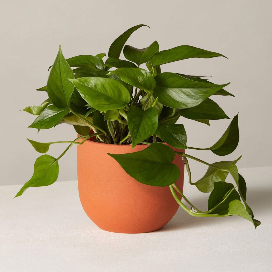 Лиана мужегон