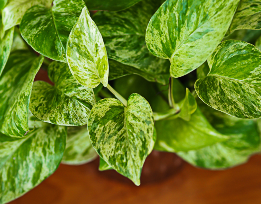 Эпипремнум Голден Потос