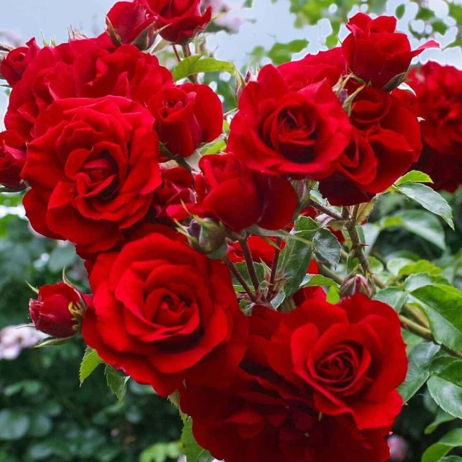 Роза симпатия плетистая