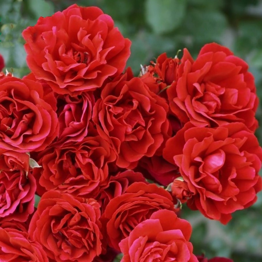 Роза плетистая Симпатио