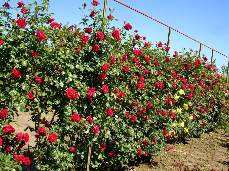 Роза Бельканто плетистая