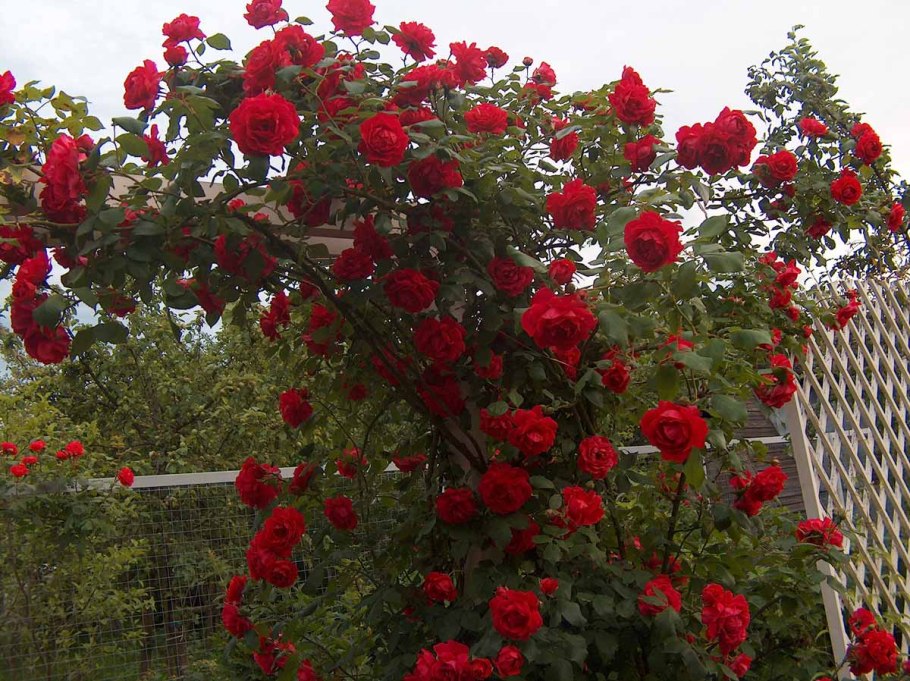 Роза полуплетистая красная